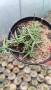 Делосперма (Delosperma cooperii), вечнозелено многогодишно сукулентно растение, снимка 9