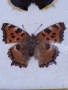 Пеперуди. Препарирани. Рамка. Естествени. Пеперуда , снимка 3