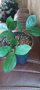 Замиокулкас-дървото на желанията, снимка 1 - Стайни растения - 43745244