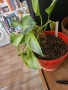 Филодендрон Биркин, снимка 2