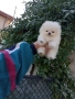 Чисто бял мъжки Померан. Реални снимки от 19.12.25 г., снимка 5