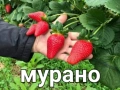 Разсад ягоди и малини цена 0.30€  Тел за поръчка 0887169442  „Алба е първият лъч на лятото – ягода с, снимка 13