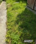 Предлагаме косене, отстраняване и кастрене на дървета, оформяне на храсти и други градинарски услуги, снимка 11