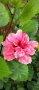 Китайска роза хибискус , снимка 1 - Стайни растения - 38746296