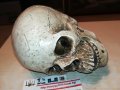 черепа 20х16х14см-антика 0101231028, снимка 1
