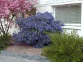 Цеанотусът (Ceanothus) или калифорнийският люляк Налични 3 вида, снимка 7