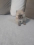 Померан, снимка 7