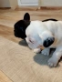 френски булдочета , снимка 2