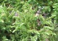 Cryptomeria japonica Jindai (Криптометия Джиндай), снимка 2