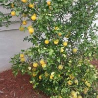 Poncirus trifoliata / Див лимон, снимка 3 - Разсади - 37305243