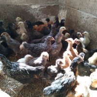 Пилета, еднодневни Бройлери и пъдпъдъци, снимка 5 - други­ - 32977740