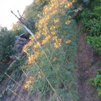 Цезалпиния, снимка 9 - Градински цветя и растения - 26153946