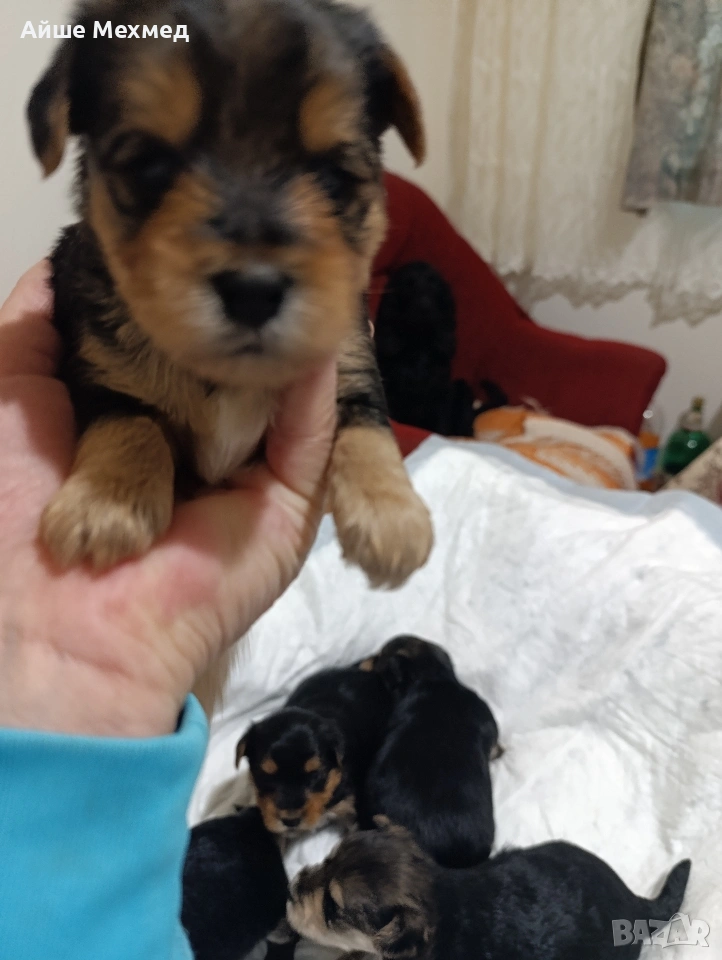 йоркширски териер 3 момченца.и две принцеси, снимка 1
