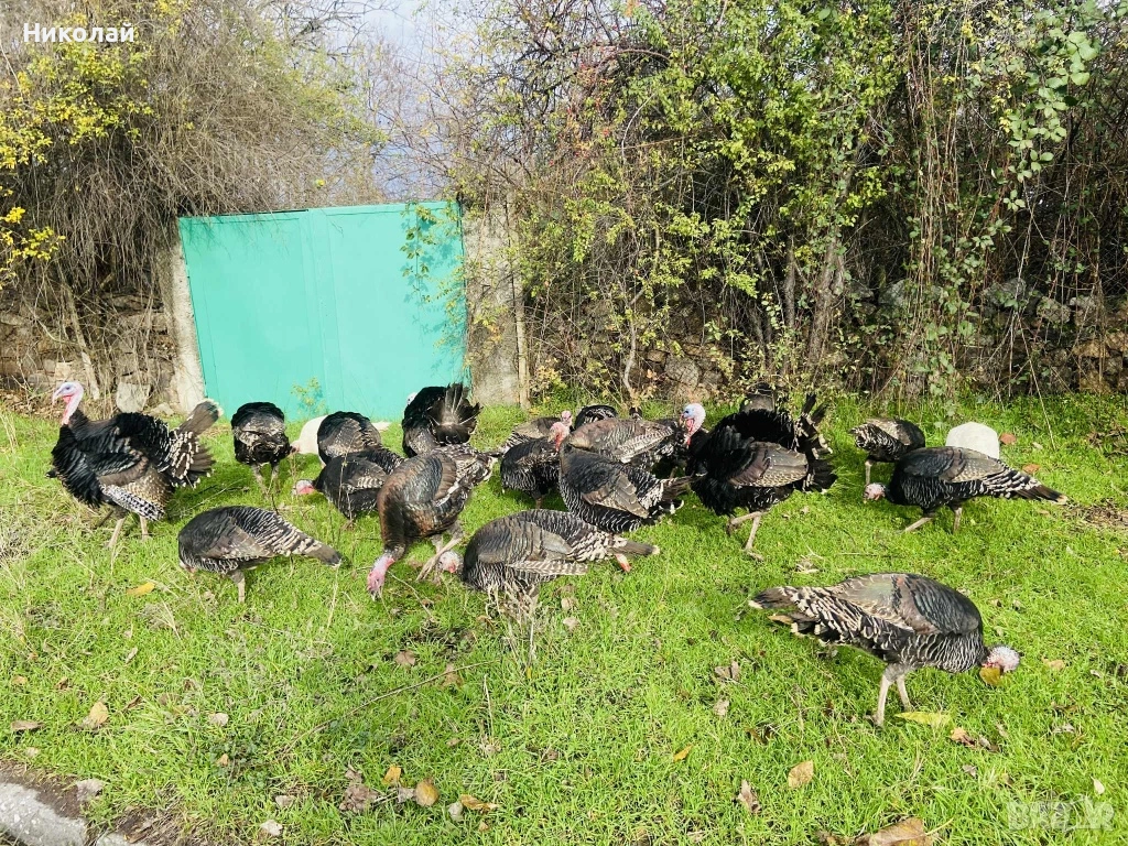 Домашни Пуикй, снимка 1