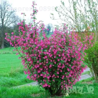 Касис кинг едуард, снимка 1