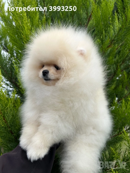 Померани момичета момчета, снимка 1