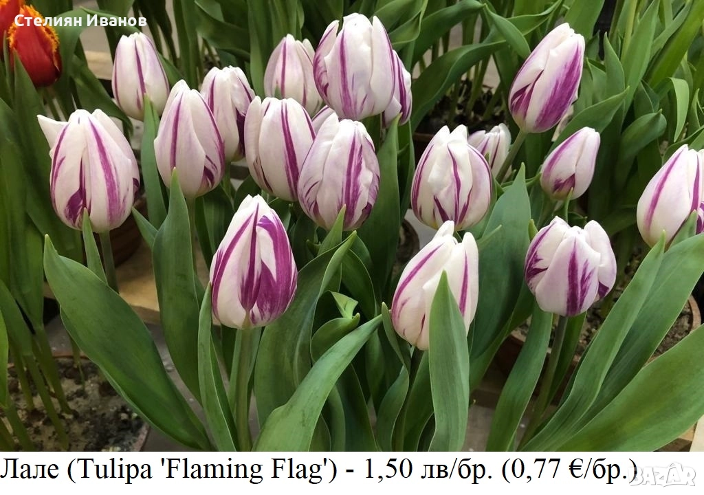 Лале (Tulipa 'Flaming Flag') – луковици, снимка 1