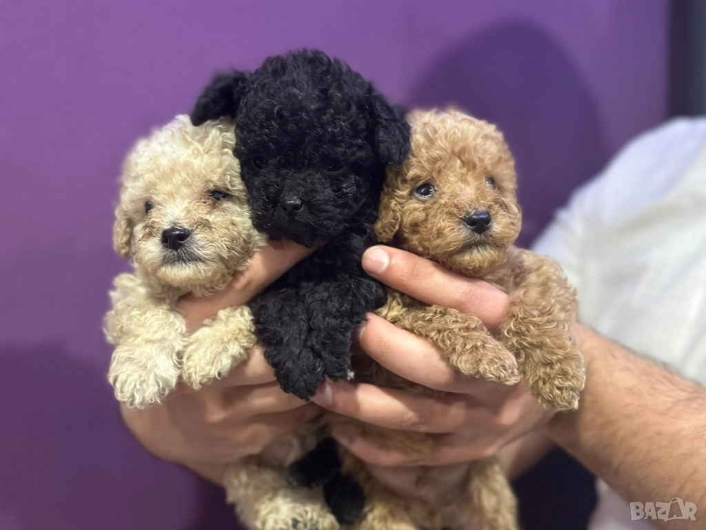 Пудел той , снимка 1