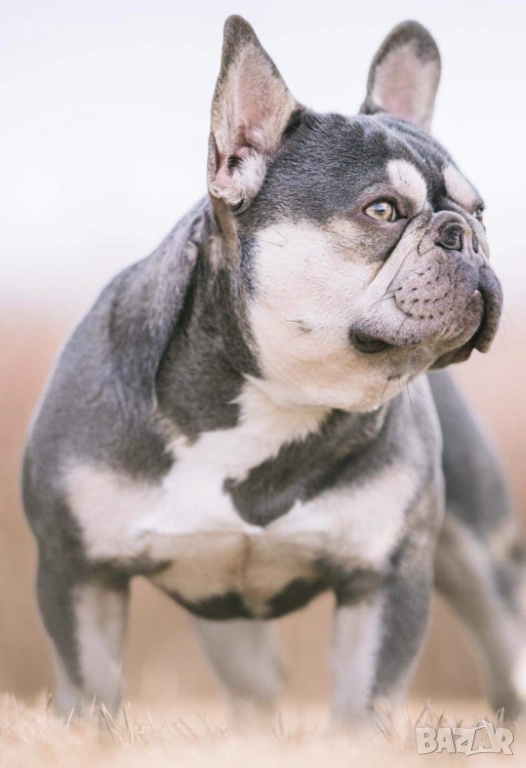 Френски булдог , снимка 1