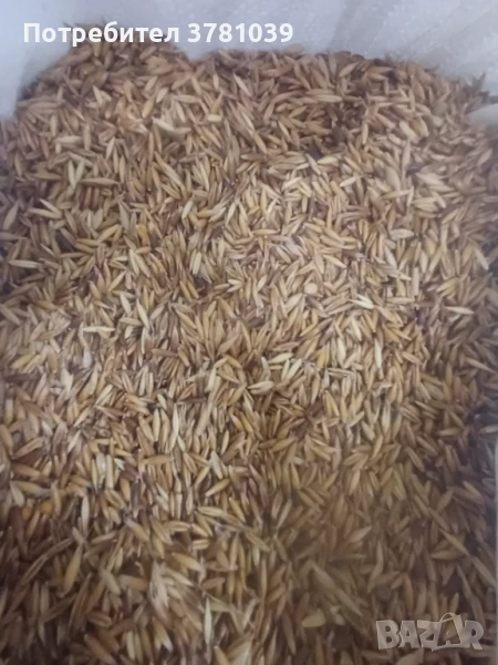 Продавам черен зимен овес, снимка 1