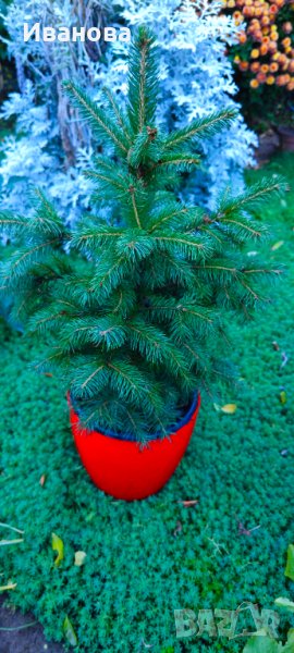 Елхички в саксия, снимка 1