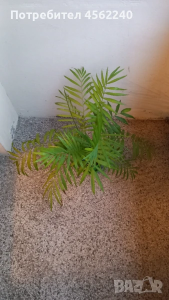 Палми, снимка 1