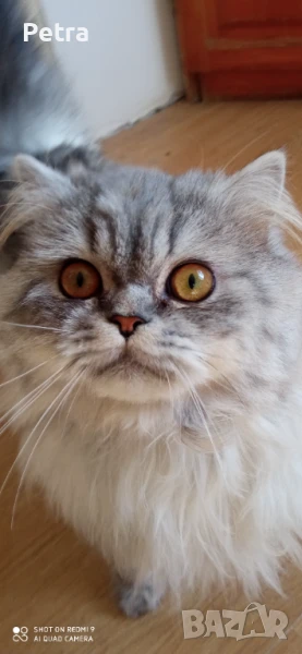 Подарявам персийски котарак, снимка 1