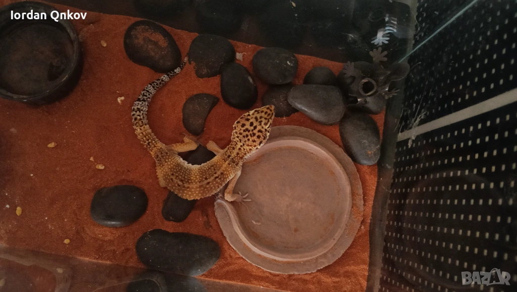 Продавам гекон, снимка 1