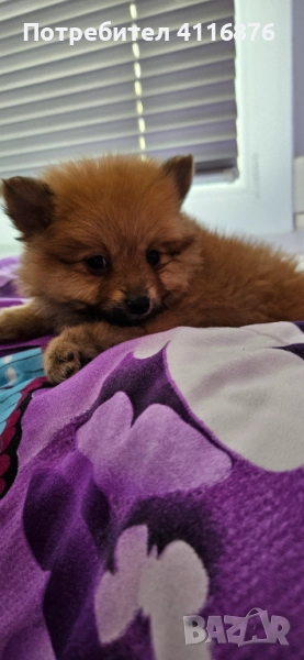 Мини Померан Момиче, снимка 1