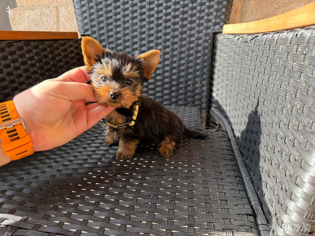 Мини Йоркширски терие Актулано от 19.12.2025, снимка 1