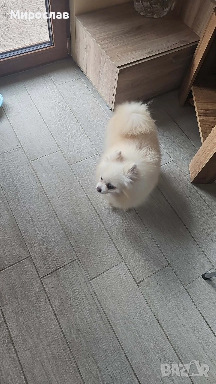 Продавам померанче, снимка 1