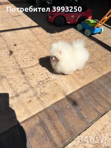 Мини померан момче, снимка 1