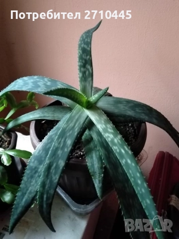 ЛЕЧЕБНО АЛОЕ ВЕРА и Дървовидно алое, снимка 4 - Стайни растения - 30210195