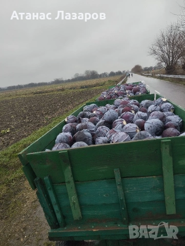 Продавам ЧЕРВЕНО ЗЕЛЕ НА ЕДРО!!!, снимка 4 - Други - 53499847