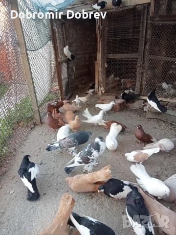 Гълаби , снимка 16 - Гълъби - 52928655