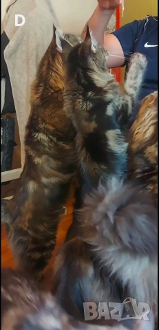 Уникални мейн кун дългокосмести котенца, снимка 12 - Мейн кун - 51780684