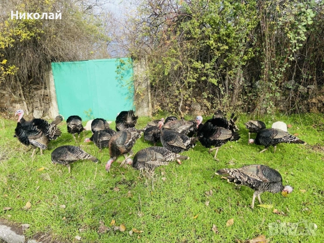 Домашни Пуикй