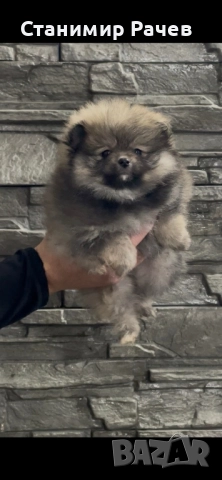 померан померани , снимка 7 - Померан - 52895815