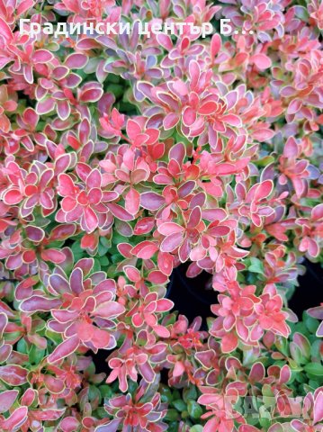 Берберис разнообразие от цветове, снимка 5 - Градински цветя и растения - 40354418