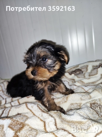 йоркширски териер , снимка 2 - Йоркширски териер - 52854959