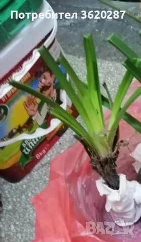 Цвете за градина , снимка 2 - Градински цветя и растения - 52569133