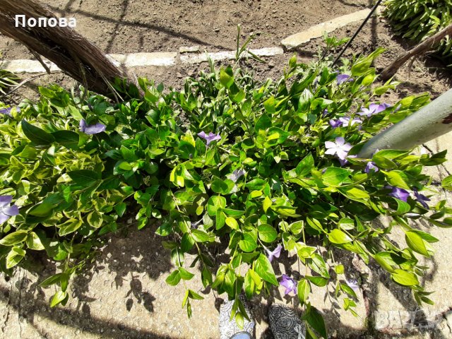 Вечно зелена винка, не мръзне зимата,многогодишно  цъфти, снимка 3 - Градински цветя и растения - 28699695