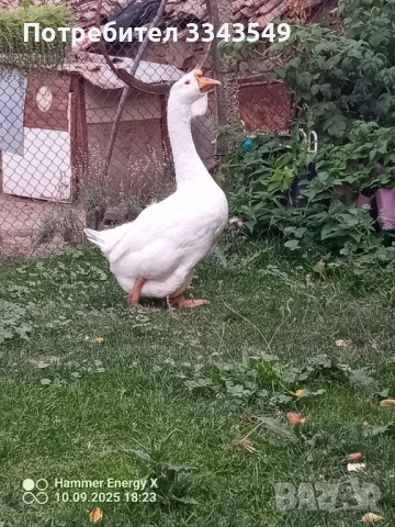 Чифт холмогорски гъсок , снимка 2 - Патици и гъски - 51671377