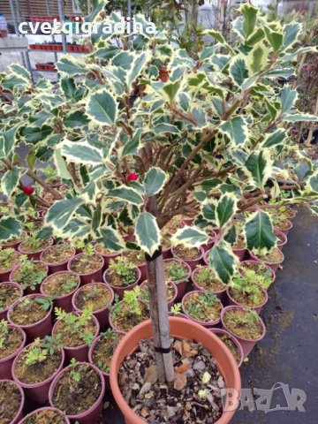 Ilex variefatum Alberet(Илекс Алберт), снимка 1 - Градински цветя и растения - 43906807