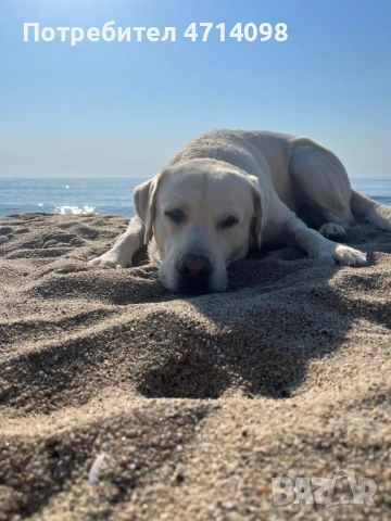 Бебета Лабрадори , снимка 5 - Лабрадор ретривър - 53483020