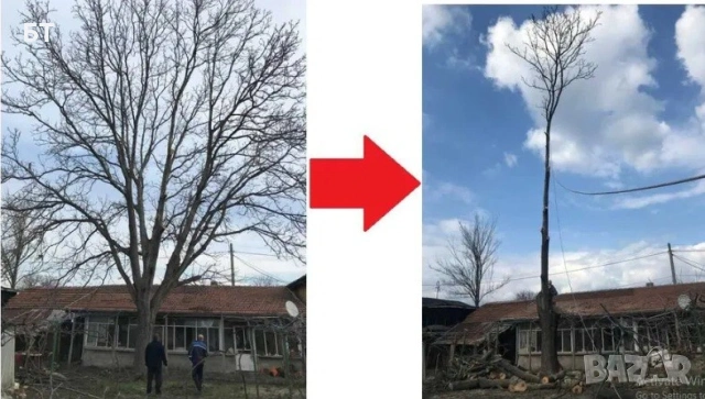 Професионално премахване на опасни дървета от сертифициран Арборист, чрез алпийски способ., снимка 2 - Други услуги - 53567058