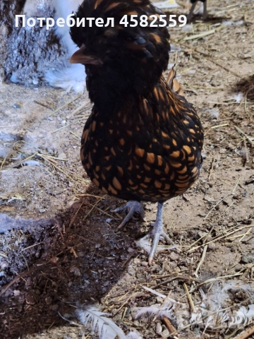 Падуанки , снимка 5 - други­ - 52336449