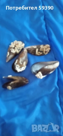 Мидени черупки от Италия , снимка 3 - Други стоки за дома - 50462722