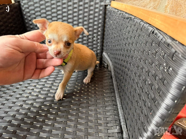 Чихупинчер мъжки Актуално от 24.12.2025, снимка 2 - Пинчер - 52891248