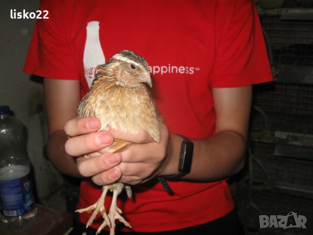 продавам ПЪДПЪДЪЦИ , снимка 2 - други­ - 50963771